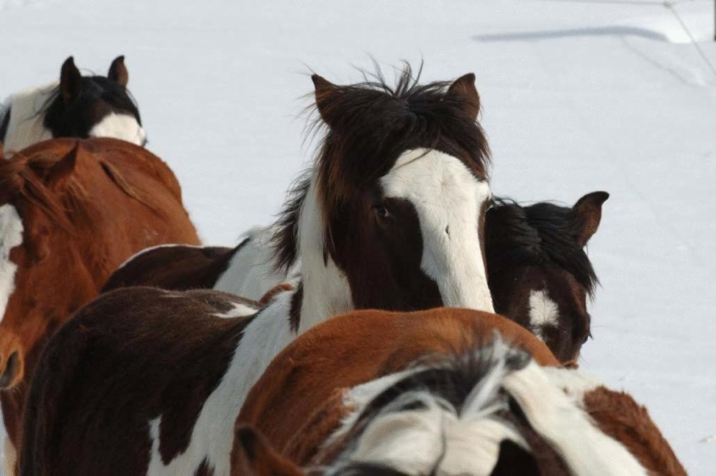 Espi-Stables Ferienhof Esterhammer Liebenau  Exteriér fotografie