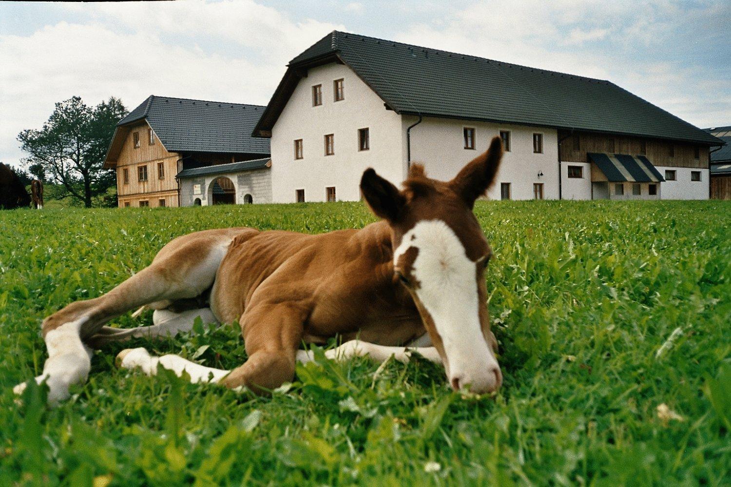 Espi-Stables Ferienhof Esterhammer Liebenau  Exteriér fotografie